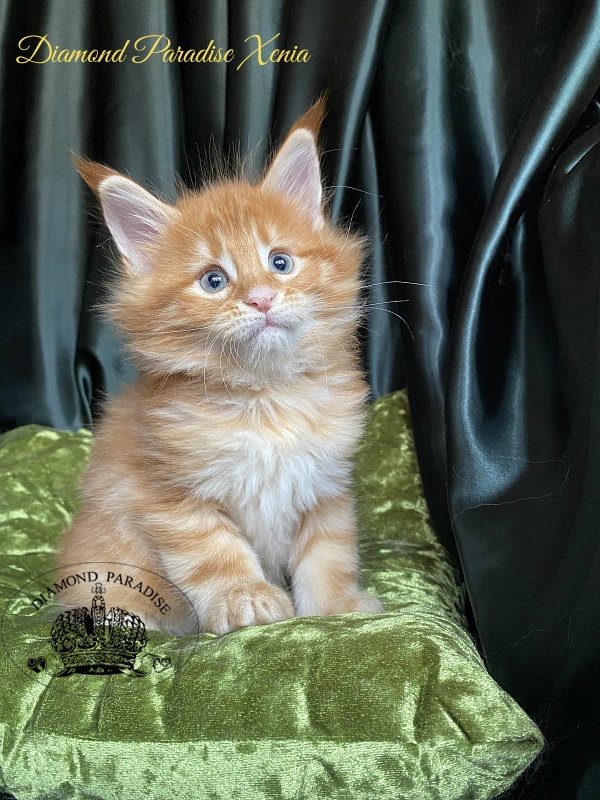 Diamond Paradise Xenia - Кошеня мейн-кун 1 місяць 1,5 тиждень