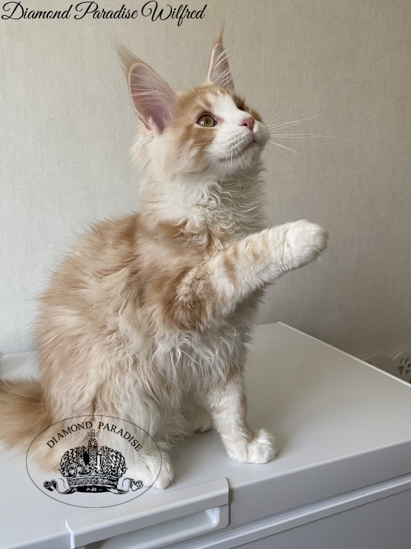 Diamond Paradise Wilfred - Kitten maine-coon 4 months 1.5 week