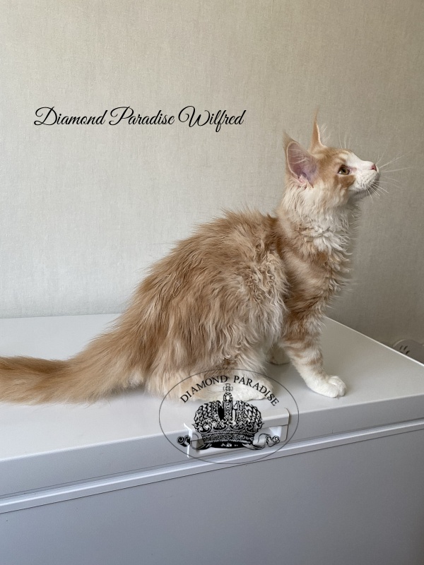 Diamond Paradise Wilfred - Kitten maine-coon 4 months 1.5 week