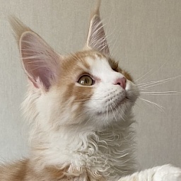 Diamond Paradise Wilfred