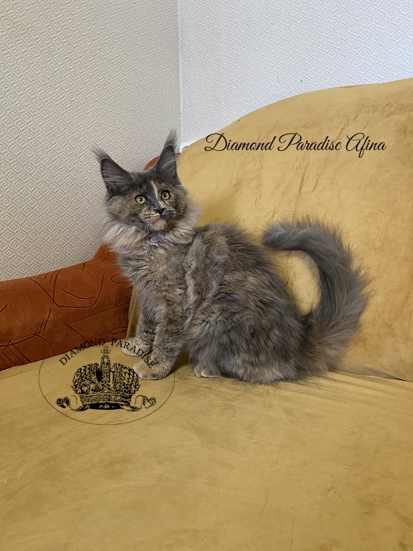 Diamond Paradise Afina - Kitten maine-coon 3 months 4 weeks