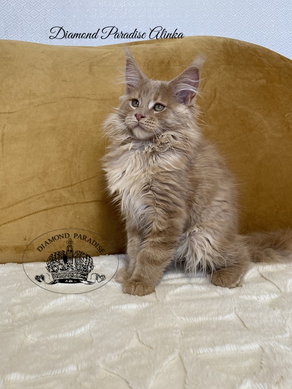 Diamond Paradise Alinka - Kitten maine-coon 3 months 2 weeks