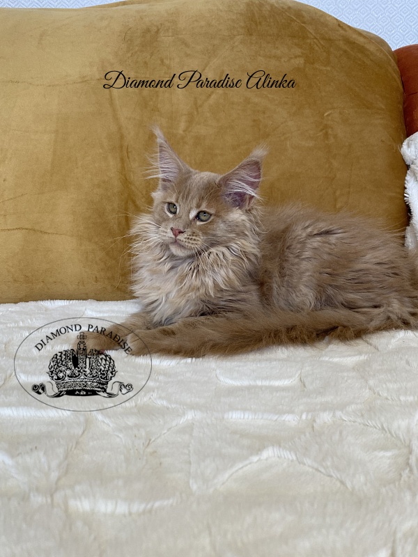 Diamond Paradise Alinka - Kitten maine-coon 3 months 2 weeks