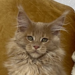 Diamond Paradise Alinka