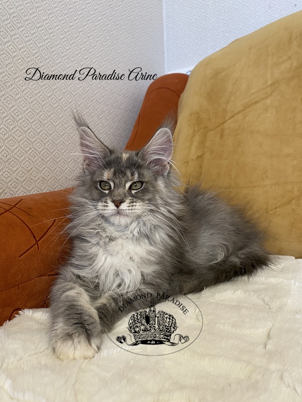 Diamond Paradise Arine - Котенок мейн-кун 3 месяца 2 недели
