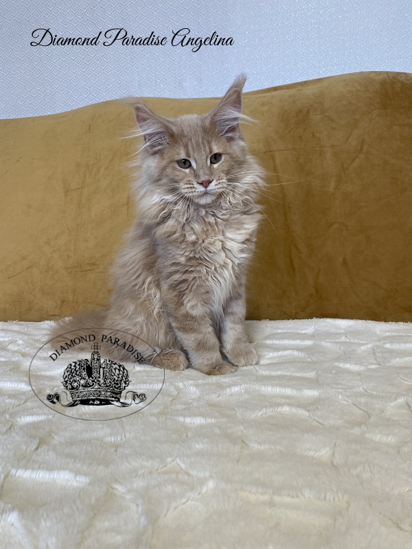 Diamond Paradise Angelina - Kitten maine-coon 3 months 2 weeks