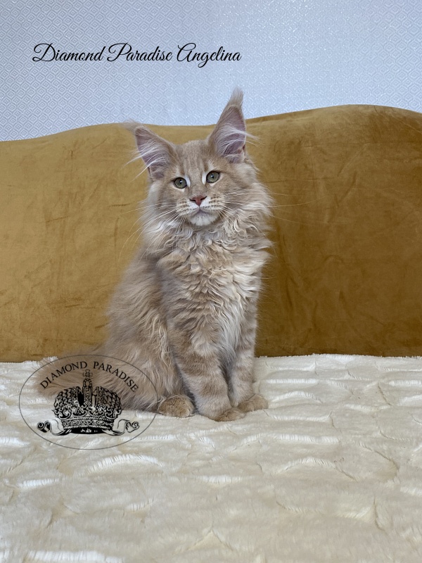 Diamond Paradise Angelina - Kitten maine-coon 3 months 2 weeks