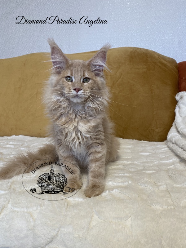 Diamond Paradise Angelina - Kitten maine-coon 3 months 2 weeks