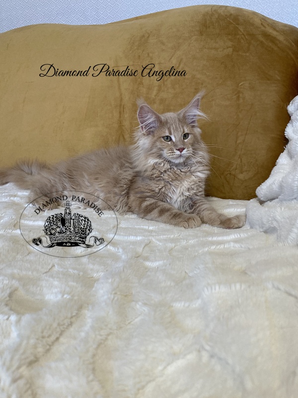 Diamond Paradise Angelina - Kitten maine-coon 3 months 2 weeks