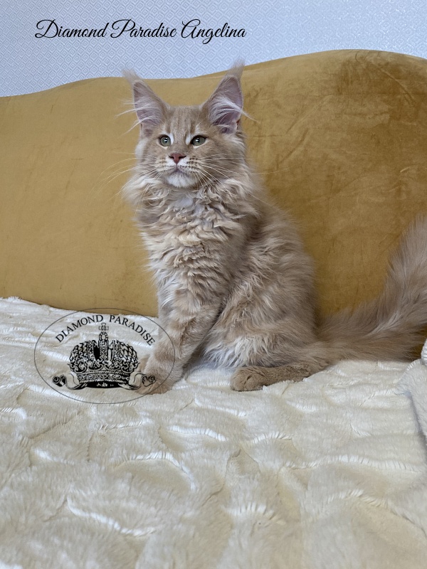Diamond Paradise Angelina - Kitten maine-coon 3 months 2 weeks