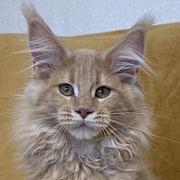 Diamond Paradise Angelina