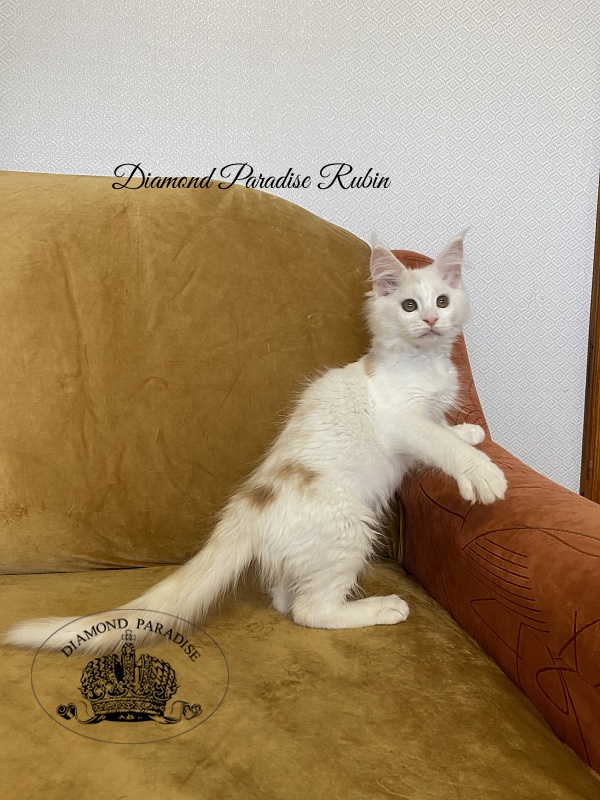 Diamond Paradise Rubin - Котенок мейн-кун 3 месяца 1 неделя
