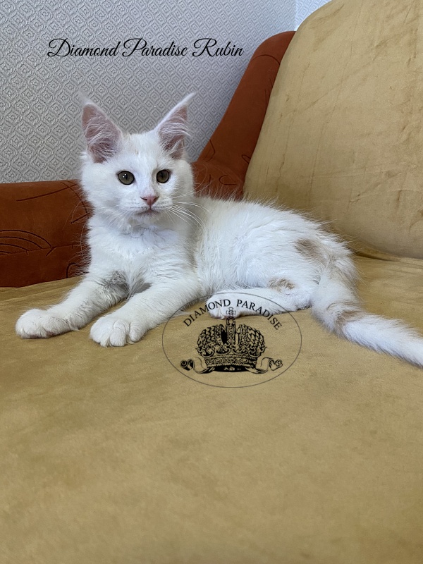 Diamond Paradise Rubin - Котенок мейн-кун 3 месяца 1 неделя
