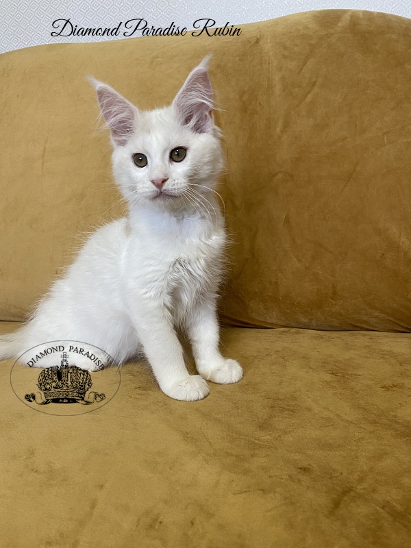 Diamond Paradise Rubin - Котенок мейн-кун 3 месяца 1 неделя