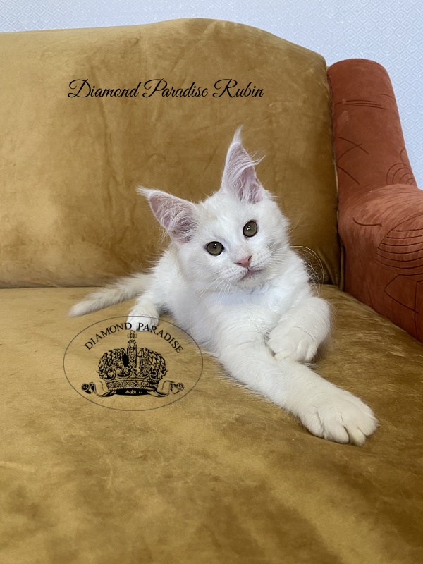 Diamond Paradise Rubin - Котенок мейн-кун 3 месяца 1 неделя