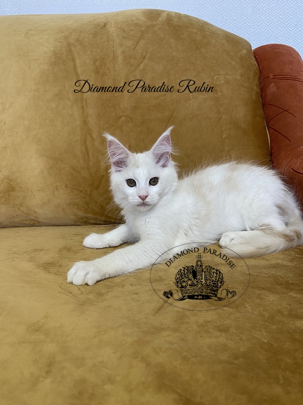 Diamond Paradise Rubin - Котенок мейн-кун 3 месяца 1 неделя