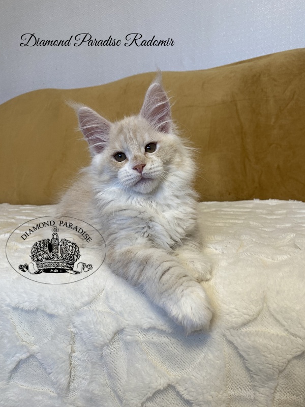 Diamond Paradise Radomir - Kitten maine-coon 2 months 3.5 weeks