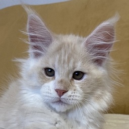 Diamond Paradise Radomir