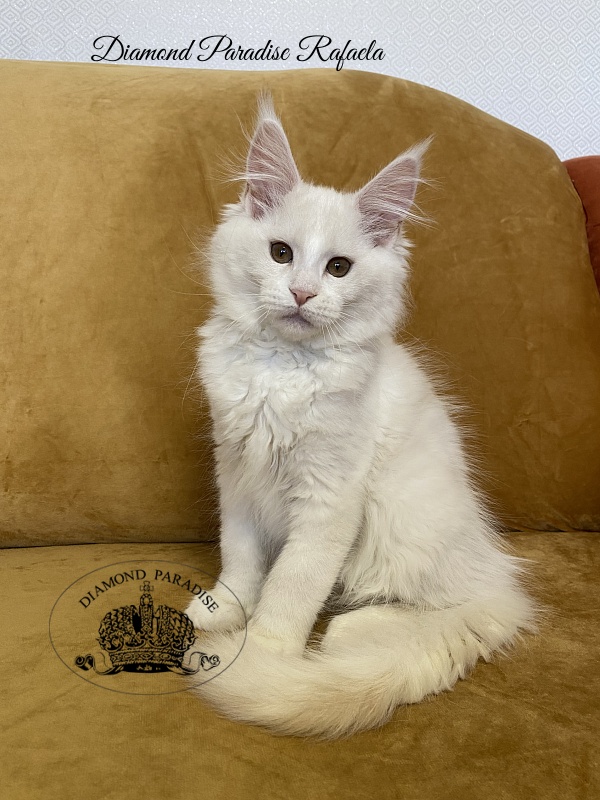 Diamond Paradise Rafaela - Kitten maine-coon 3 months 1 week
