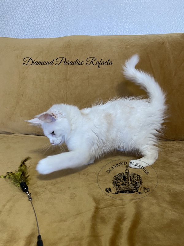 Diamond Paradise Rafaela - Kitten maine-coon 3 months 1 week