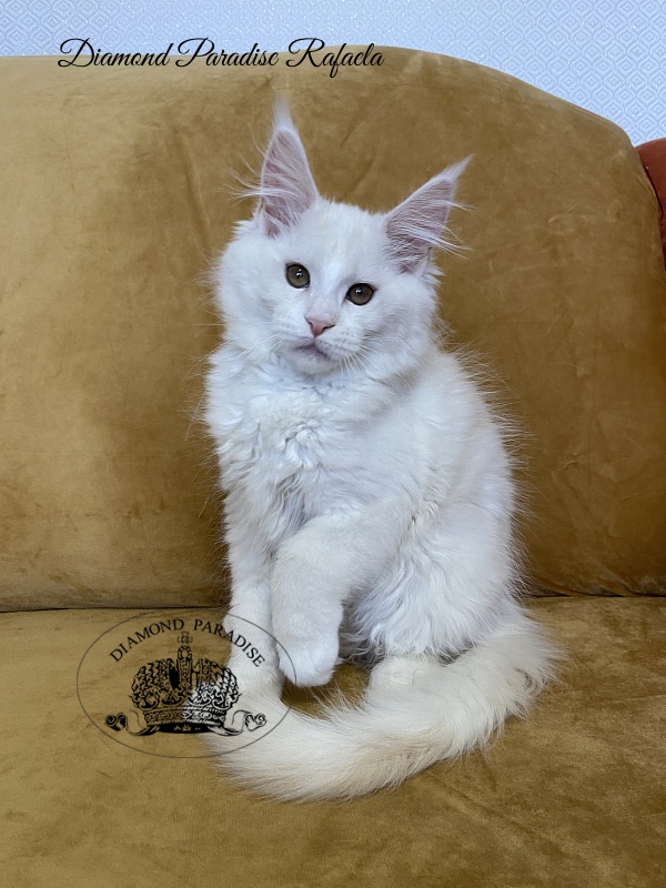 Diamond Paradise Rafaela - Kitten maine-coon 3 months 1 week