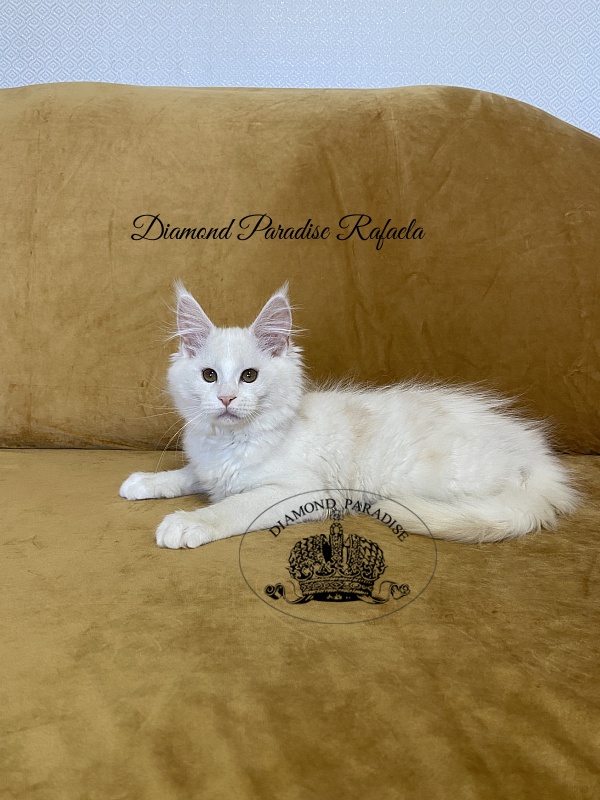 Diamond Paradise Rafaela - Kitten maine-coon 3 months 1 week