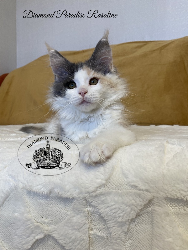 Diamond Paradise Rosaline - Kitten maine-coon 2 months 3.5 weeks