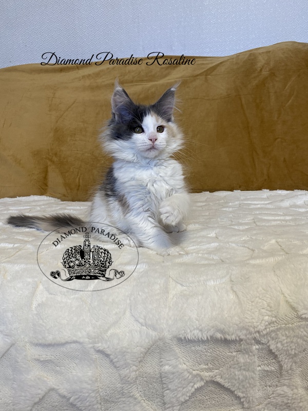 Diamond Paradise Rosaline - Kitten maine-coon 2 months 3.5 weeks