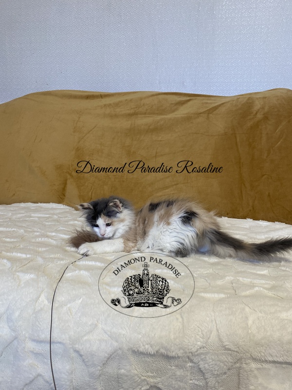 Diamond Paradise Rosaline - Kitten maine-coon 2 months 3.5 weeks