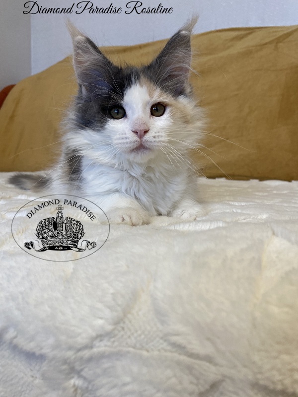 Diamond Paradise Rosaline - Kitten maine-coon 2 months 3.5 weeks