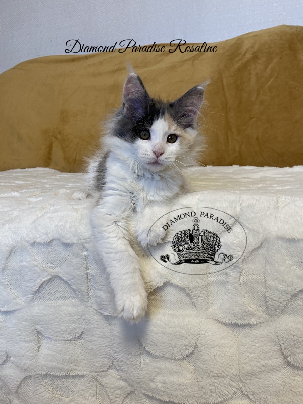 Diamond Paradise Rosaline - Kitten maine-coon 2 months 3.5 weeks