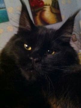 Force of Life Germiona - maine-coon