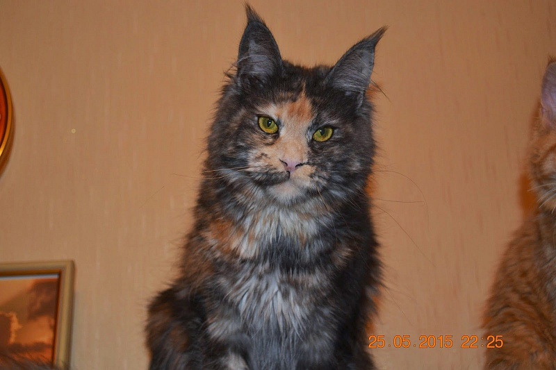 Force of Life Orchidey - maine-coon