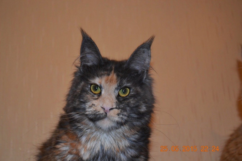 Force of Life Orchidey - maine-coon