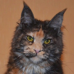 Force of Life Orchidey