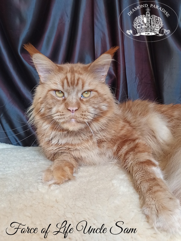 Force of Life Uncle Sam - Adult maine-coon 4 years 5 months 4 weeks