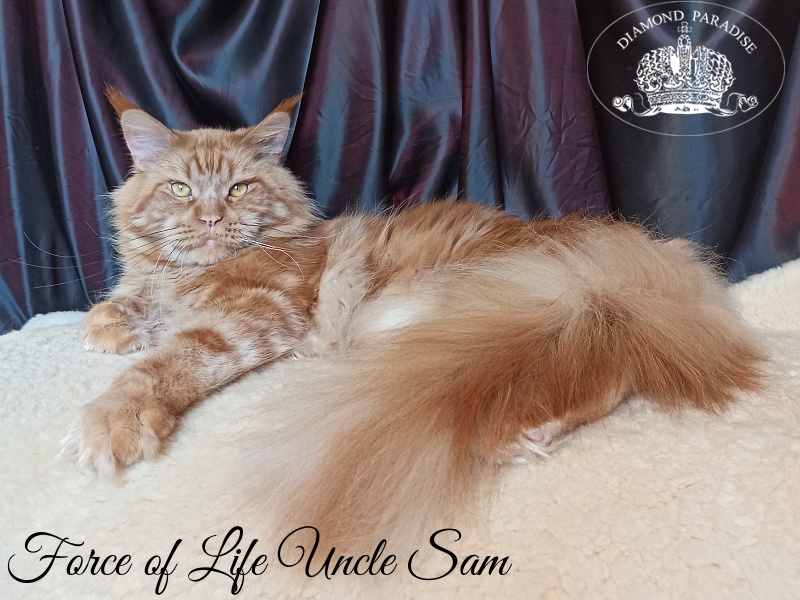 Force of Life Uncle Sam - Adult maine-coon 4 years 5 months 4 weeks