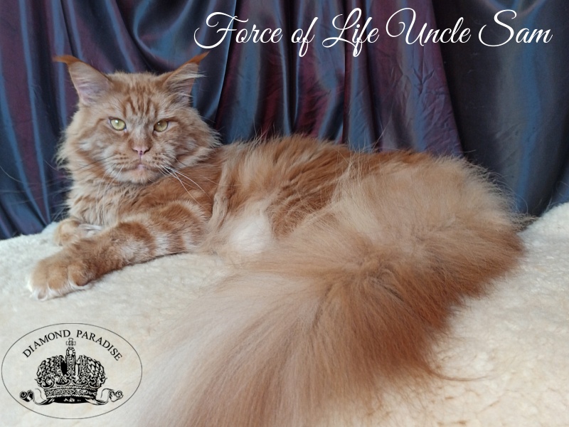 Force of Life Uncle Sam - Adult maine-coon 4 years 5 months 4 weeks