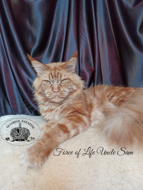 Force of Life Uncle Sam - maine-coon