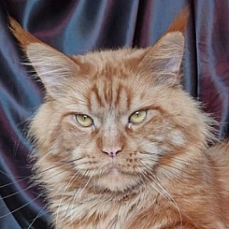 Force of Life Uncle Sam