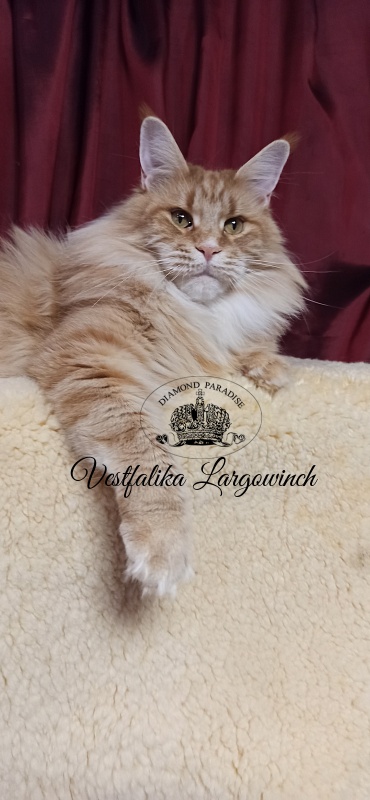 Vestfalika Largowinch - Adult maine-coon 4 years 7 months 3 weeks
