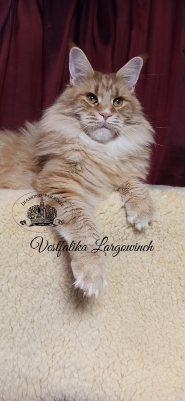 Vestfalika Largowinch - Adult maine-coon 4 years 7 months 3 weeks