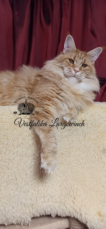 Vestfalika Largowinch - Adult maine-coon 4 years 7 months 3 weeks