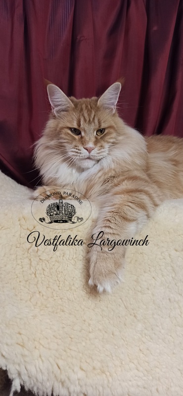 Vestfalika Largowinch - Adult maine-coon 4 years 7 months 3 weeks
