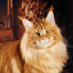 Y'Tuluz Gonsior Line