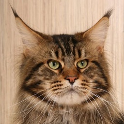 Justcoon's Rene Mathis