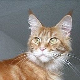 Pillowtalk's Xternety