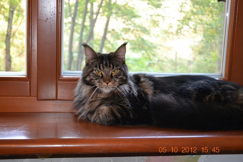 Zelda Fe Tala-Minowis - мейн-кун