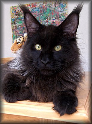 Cool Motion's Angel Sky - мейн-кун