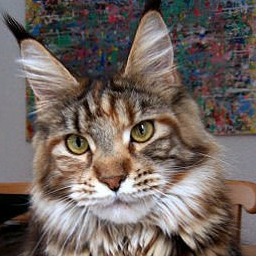 Pillowtalk's United Colour